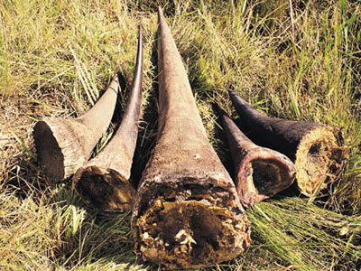 rhino horn delineation
