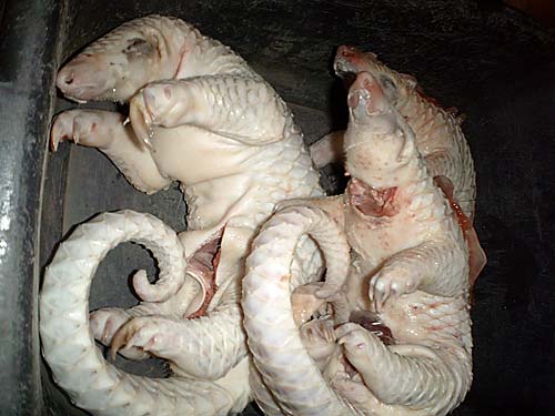 Descaled and frozen pangolins found in previous raids. CREDIT: TRAFFIC