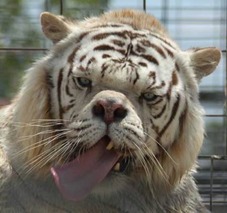 deformed white tiger pictures. subspecies of tiger: