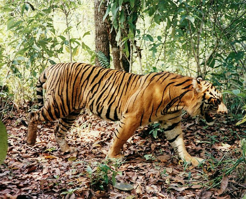 Endangered sumatran tiger facts