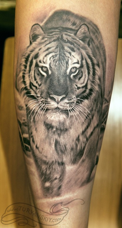 tiger tattoos on calf. Tattoo by Oleg Turyanskiy,