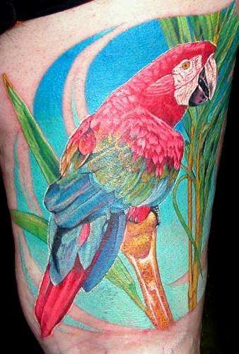 Tattoo by Chris Blinston. Reproductive rates of Macaw parrots are low for a 
