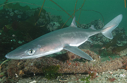Spiny+dogfish+shark+reproduction