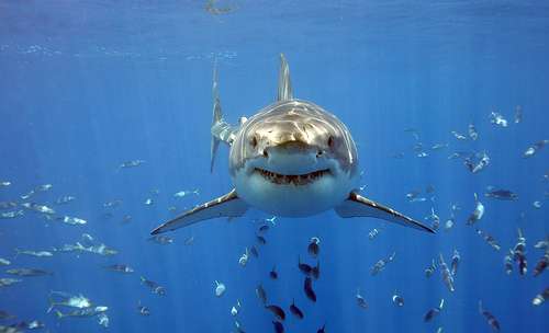 great-white-shark-photo-via-sharkinformationdotorg.jpg