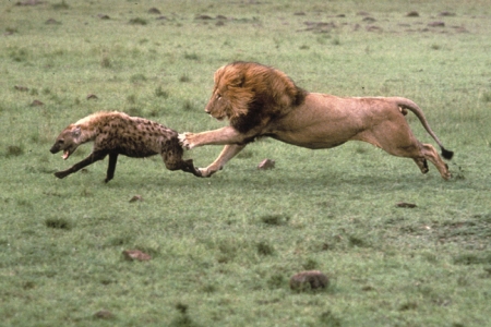 lion-vs-hyena.jpg?w=450&h=300