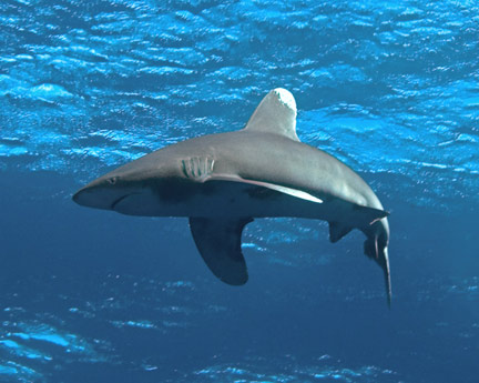 Oceanic White Tip Shark. White tip sharks were one of