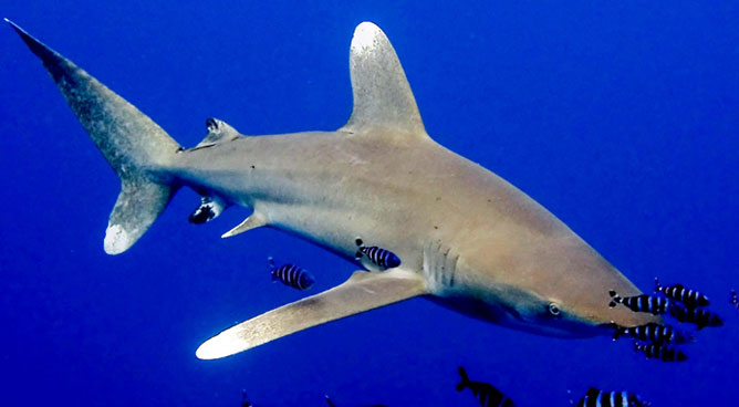 Oceanic White Tip Shark. Oceanic Whitetip Shark (photo