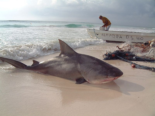 bull shark eating. Dead ull shark (photo via
